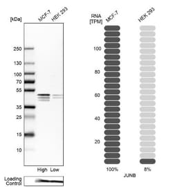 JunB/AP-1 Antibody, Novus Biologicals 0.1mL; Unlabeled:Antibodies, Polyclonal